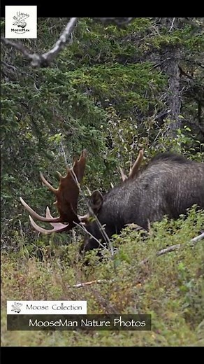 Massive Moose Antlers Reveal! Nature's Majesty Caught on Camera #moose #nature #wildlife