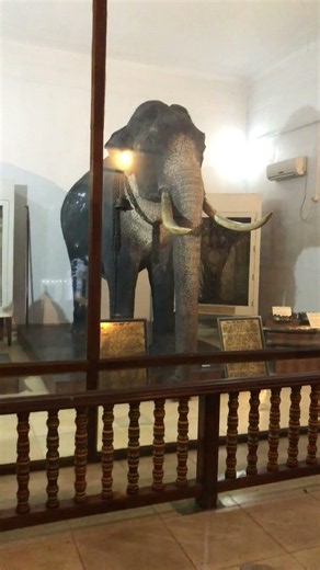 Raja the Sacred Elephant Museum 🇱🇰 Temple of the Tooth, Kandy