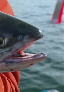 Extreme Fishing S01:E12 - Alaska