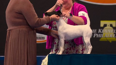 2025 NDS: Smooth Fox Terrier