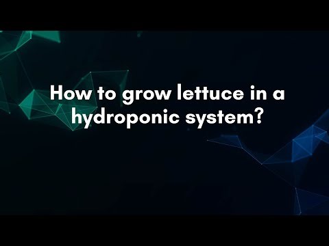 How to grow lettuce in a hydroponic system?