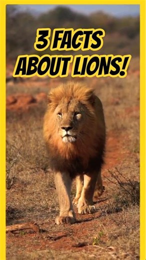 🦁3 Funny and Wild Facts about Lions #shorts