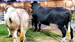 Giant Holstien Friesian bull dwarfing a 1300 kg Charbray bull at Brownie's Ranch. | Biggest Bulls Photography