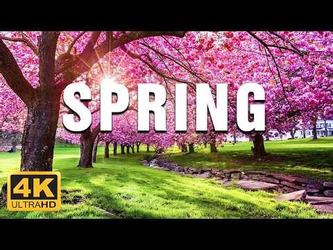 Magic Spring In Switzeland 🌸 Witness The Rebirth Of Nature In Switzeland With Beautiful Music