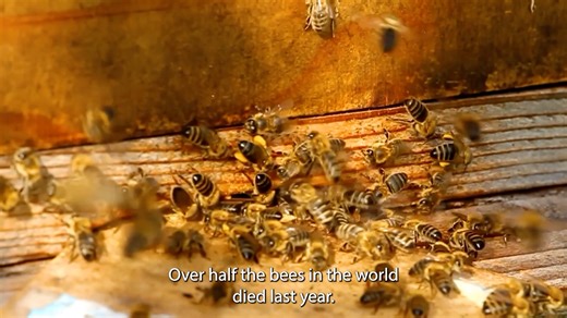 Over half the world’s bees died last year—and it may not be “climate change.” Could it be 5G, chemtrails…or a coordinated agenda? When the bees die, humanity has 4 years left. Conspiracy Hour | Bee Apocalypse on UNIFYD TV: https://loom.ly/1c6kxhg | UNIFYD