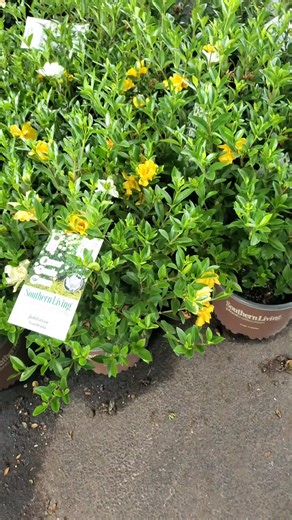 Gardenia jasminoides 'Golden Magic': Unveiling Beauty