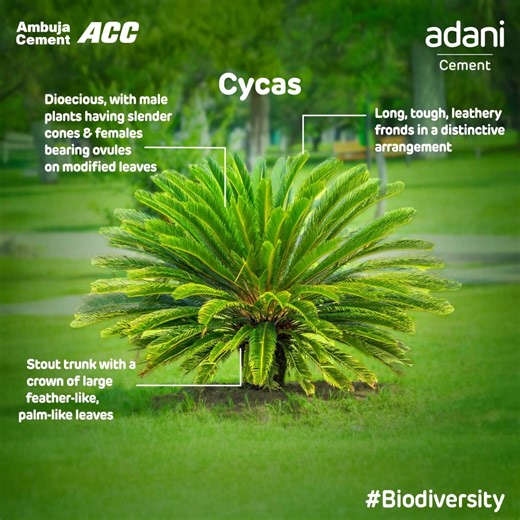 2.1K views · 68 reactions | Did you know: Cycas is a genus of ancient plants. Its evolutionary history dates back to over 200 million years, earning it the nickname 'living fossils'. They are gymnosperms, meaning they produce seeds but no flowers or fruits, and are often mistaken for palms or ferns because of their pinnate leaves.​ #ThisIsAdaniCement #BuildingNationsWithGoodness #BuniyadSeBulandiyonTak #ESG | ACC Limited | Facebook