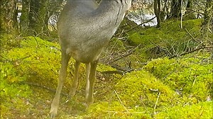 One of my favourite Roe Deer captures, on one of the newer SpyCams - it knows if it's recording something, so although it still stops at the set time, it immediately restarts if there's still something to film! There are four species of wild deer established in Scotland; roe deer, red deer, sika and fallow deer. Roe deer and red deer are native species; they colonised Scotland naturally after the end of the last glaciation around 10,000 years ago, and wild populations have survived in Scotland s