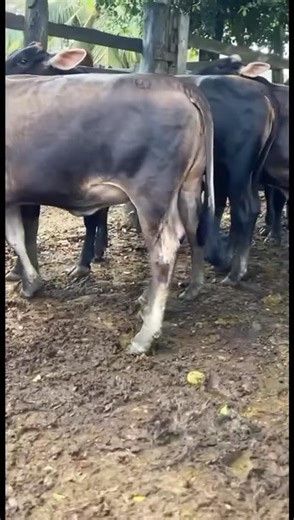 25K views · 351 reactions | Disponibles para la venta. 9 novillas F1 pardo x Brahman y están preñadas de brahman rojo de 2 a 5 meses de gestación. Peso 480 kilos aproximadamente. Ubicadas en Lorica Córdoba. Información WhatsApp. wa.me/573208487321 | Rehagronegocios Agromarketing | Facebook