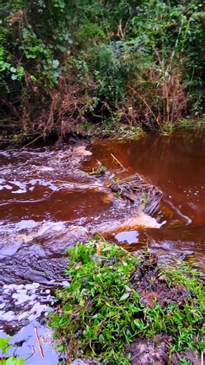 9K views · 128 reactions | Mega Beaver Dam Has Broken Open From Flash Flooding Waters! #megabeaverdam #beaverdam #beavers #dam #draining #water #terrellspivey #fypシ゚ #foryoupageシ #foryou #viralvideo #viralFBvideo #FBVIDEO #fb #viralfb #viralreelsシ #fbreels | Terrell Spivey | Facebook