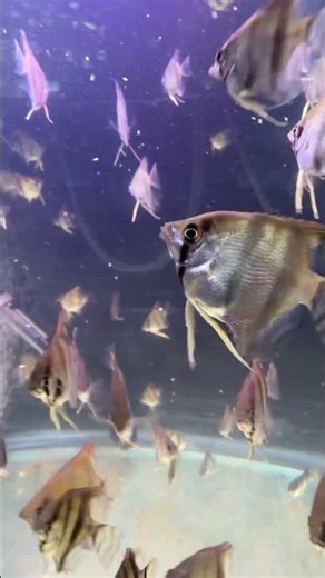 100+ Angelfish schooling in my 75 🤯