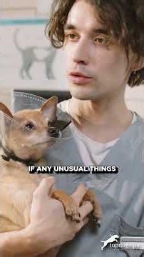 Skin Tags on Dogs Explained!