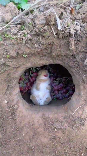 charming.critter.haven