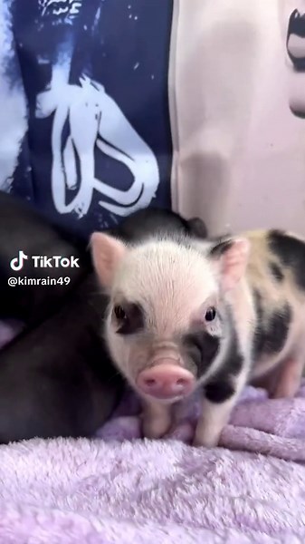 Adorable Piglet Compilation - Funny and Cute Pig Videos