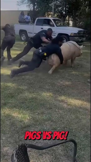 COPS CAN'T CATCH THIS PIG #police #funny #viral