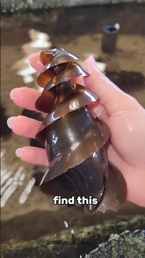 Horn Shark Egg Explained: The Mysterious Spiral That Looks Like a Drill
