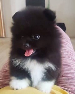 FLUFFBALL! 😍😍 | LADbible