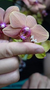 This is one of the most amazing animals in the world | Worcester Terrariums