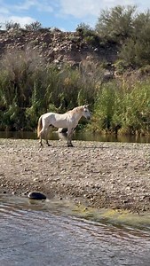 RASCAL ON THE ROCKS A little strut down the river rocks, and then a quick skirmish with another stallion—typical moment in the life of Salt River’s Rascal! January in Arizona | SW Goudge Photography
