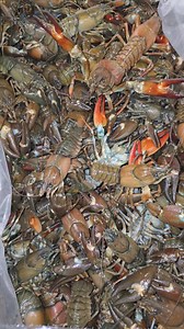 Fresh Oregon crawfish season is back! Swing by and get some before the season ends on October 31st. Buy 6 lbs and get 1 lb free! Thanks, Admin! | Cajun Kitchen