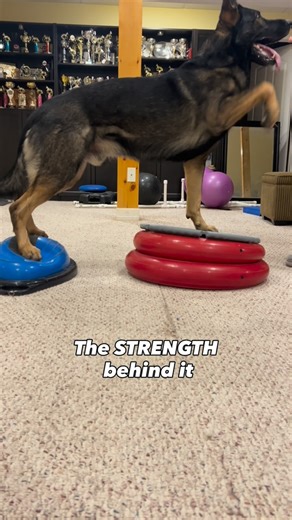 Angie | Dog Massage & Canine Fitness | The best way to reduce the risk of injury in sport dogs? Build the muscles that support the movements they perform on the field with... | Instagram