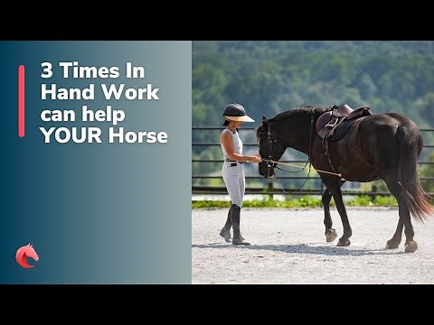 3 Times to Use In Hand Work for Your Horse’s Balance and Suppleness