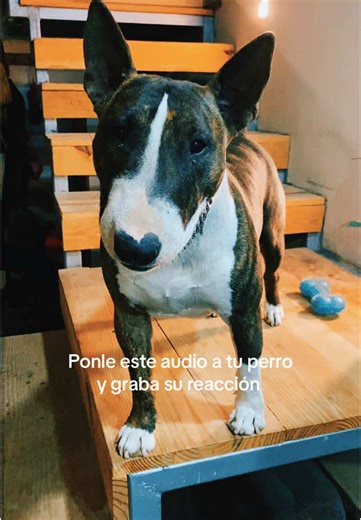 La Pucca: que está pasando? #fyp #perros #perrostiktokers #bullterrier #bulterrierlove #mascotas #perrhijos #pucca