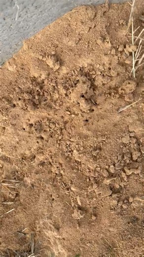 Detect and Inspect LLC | 👀 There it was! Saw this ant bed and thought — okay, what’s wrong here? 🤔 Tell me in the comments 👇 Let’s see who catches it first. Time... | Instagram