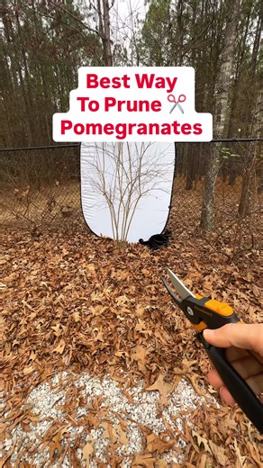 Pruning a Pomegranate Tree for Optimal Growth