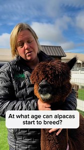 1.3K views · 84 reactions | At what age can alpacas start to breed? #eagleeyefarm #farmgirlfab #eagleeyefarmwi #riverfallswi #alpacas #alpaca #wisconsinagriculture #alpacafarm #alpacasoftiktok | Eagle Eye Farm | Facebook