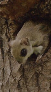 53K views · 1.5K reactions | Wheeeeee!  Flying squirrels' loose skin acts like a hang glider, allowing them to gracefully glide from tree to tree. #squirrel #animals #VOTD #VideoOfTheDay | Animal Planet | Facebook