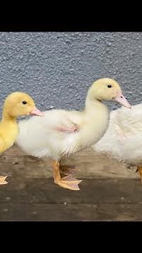 Duck Grew Up in 50 Days