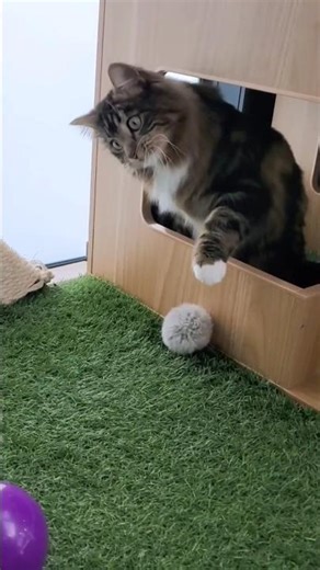 Synchronised 😵‍💫🤣 #cat #reels #shorts #ytshorts #viral #cute #funny #fun #wow #yt #lol #youtube