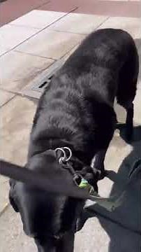 Cavapoo Puppy Walks Black Labrador - 1521125