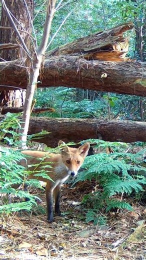 Fox, Squirrel and polecat 😍🌿 #nature #wildlife #animals