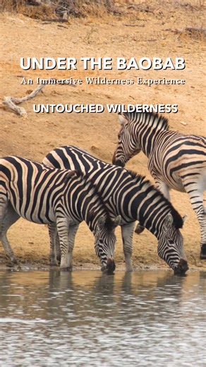 Mark Bland on Instagram: "Untouched Wilderness is Waiting for YOU. This isn’t just another wildlife destination. It’s raw, remote, untouched. Join us in the Tuli Block, Botswana, from 5 to 12 July 2026. LAST CHANCE TO BOOK: LINK IN BIO What makes this experience unique? - Unfiltered, off-the-grid exploration. - Hands-on bush skills. - Intimate groups - limited to only 8 guests. - Step beyond the Safari vehicle. - Deep immersion in Africa’s wild heart. Under the Baobab. An Immersive Wilderness Ex