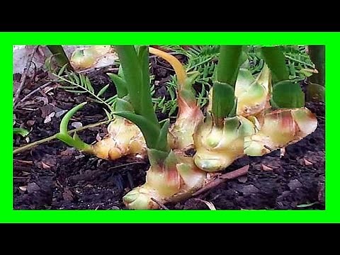 How To Grow Ginger in Container: Plant and Grow Ginger at Home