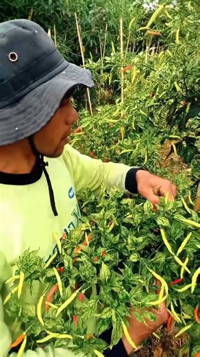 jika ingin buah cabai tidak gampang kena penyakit Patek #budidayatanamancabai #budidayatanaman