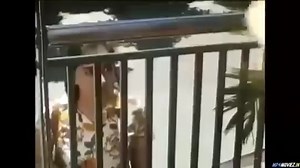 Download Full Movie Cheak Comment👇👇👇 | Anvi Movies