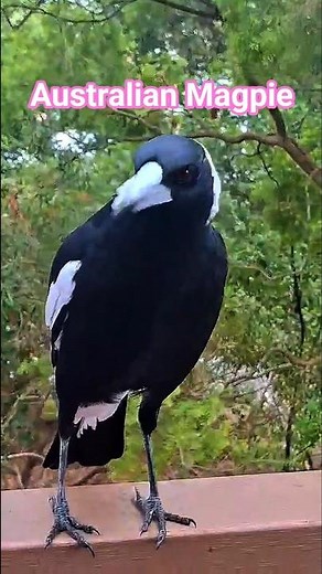 Why is Australian Magpie different? #magpies #birds #nature