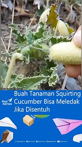 51K views · 579 reactions | Pernah dengar tentang squirting cucumber...
