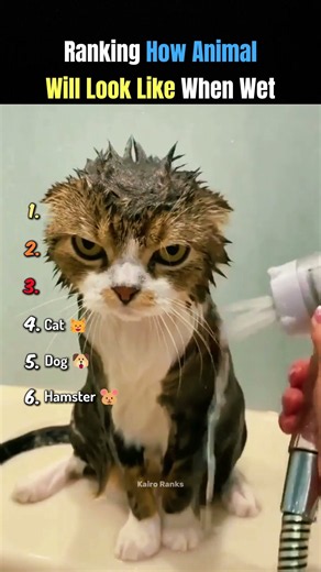 Ranking How Animal Looks Like When Wet 😭