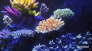 6.4K views · 354 reactions | Boyuan Huang's tank really know what Aquaforest power is!  Products used: Bio S Pro Bio S -NP Pro Pro Bio F Iodum Strontium AF Vitality Amino Mix Energy Power Food Pure Food Growth Boost Build Phyto Mix Component ABC Reef Salt | Aquaforest | Facebook