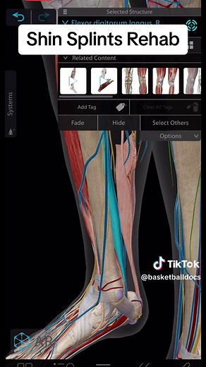 Shin Splints Rehab Exercise for Posterior Tibialis Muscle