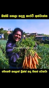 බක්කි ගහලා හදපු කැරට් | ලීක්ස් කද මහත් කරන අපුරු වැඩේ | carrot harvesting #foryouシ #lakshithavlogs #lakshithabandara #carrots #harvest #nuwaraeliya #carrotharvest | Lakshitha Vlogs