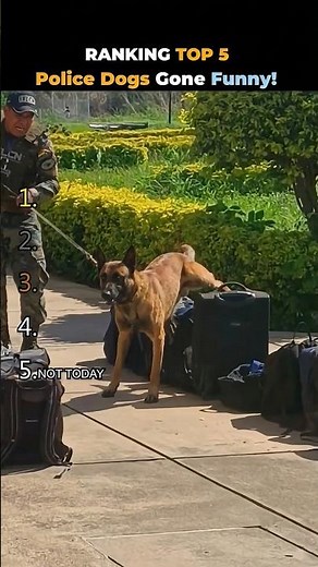 Police Dogs Gone Funny! #Shorts
