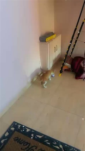 הסרטונים של ALaa .JOR.PAL (@alaa.jor.pal.2022) עם original sound - DOCUMENTARY_ALDAHEKA