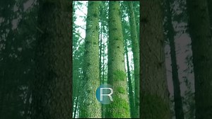 Serene snowy forest ascent | Relaxing upward pan through tall evergreen trees