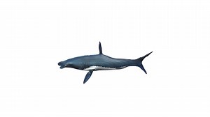 Blue shark - Download Free 3D model by Verticle