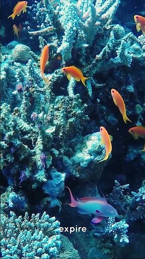 COHERENCE CARDIAQUE RELAXATION